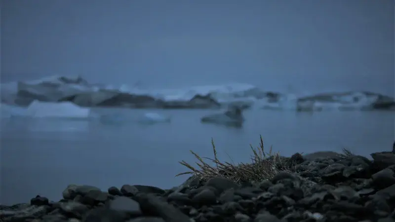 Pebbles_Grass_Icebergs