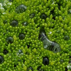 Water droplets on a moss