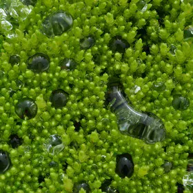 Water droplets on a moss