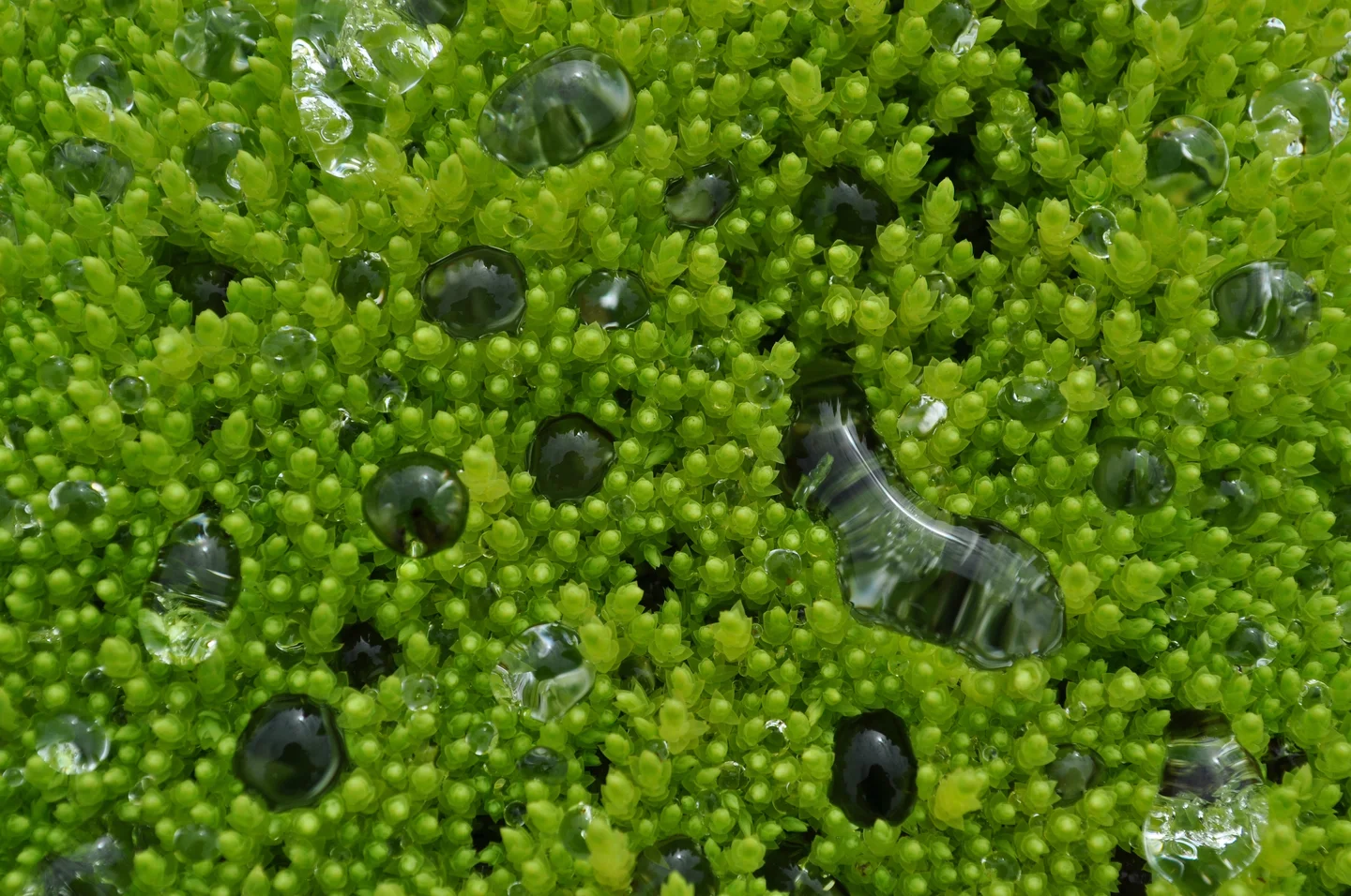 Water droplets on a moss