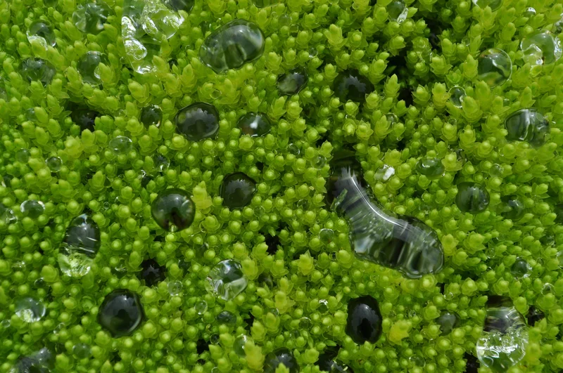 Water droplets on a moss