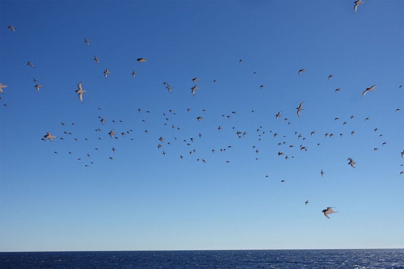 Flying penguins, the petrels