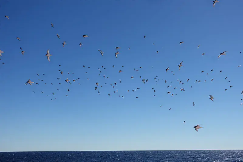 Flying penguins, the petrels