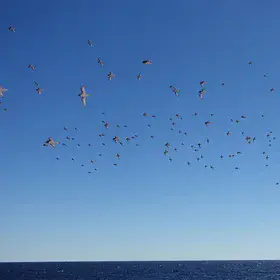Flying penguins, the petrels