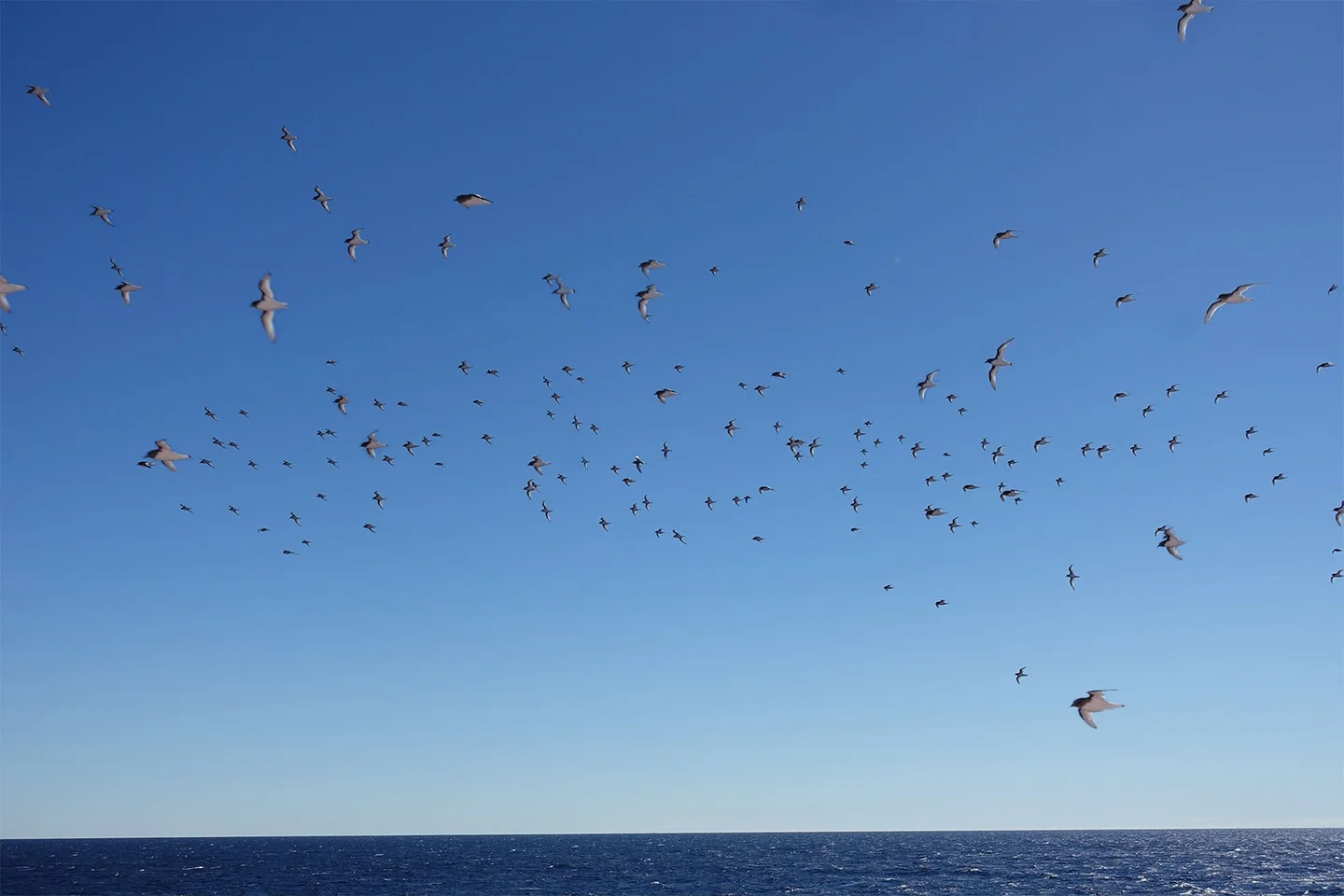 Flying penguins, the petrels