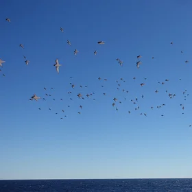 Flying penguins, the petrels