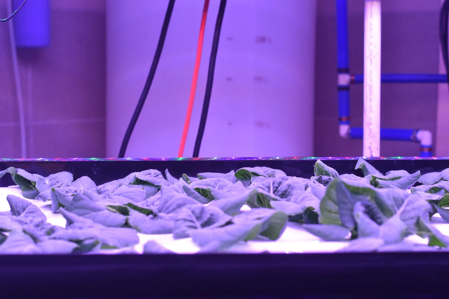 Feeding 10 billion people in 2050