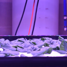 Feeding 10 billion people in 2050
