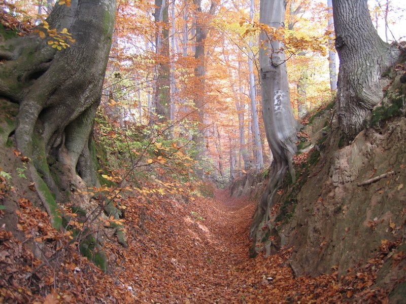Loessic ravine rimmed with beech trees