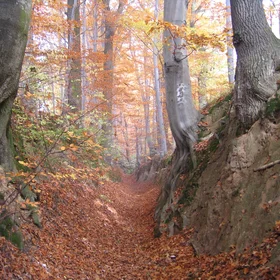 Loessic ravine rimmed with beech trees