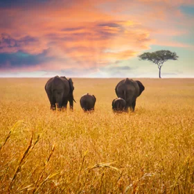 Walking Into The Dusk
