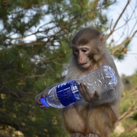 A Primate Studying the Anthropocene