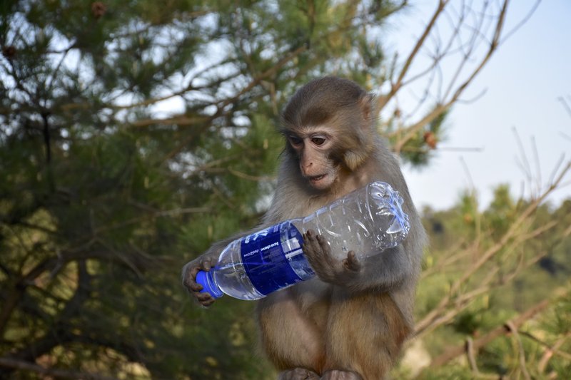 A Primate Studying the Anthropocene