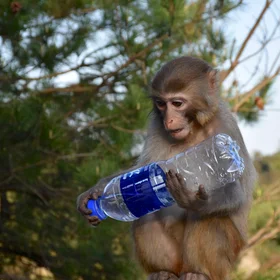 A Primate Studying the Anthropocene