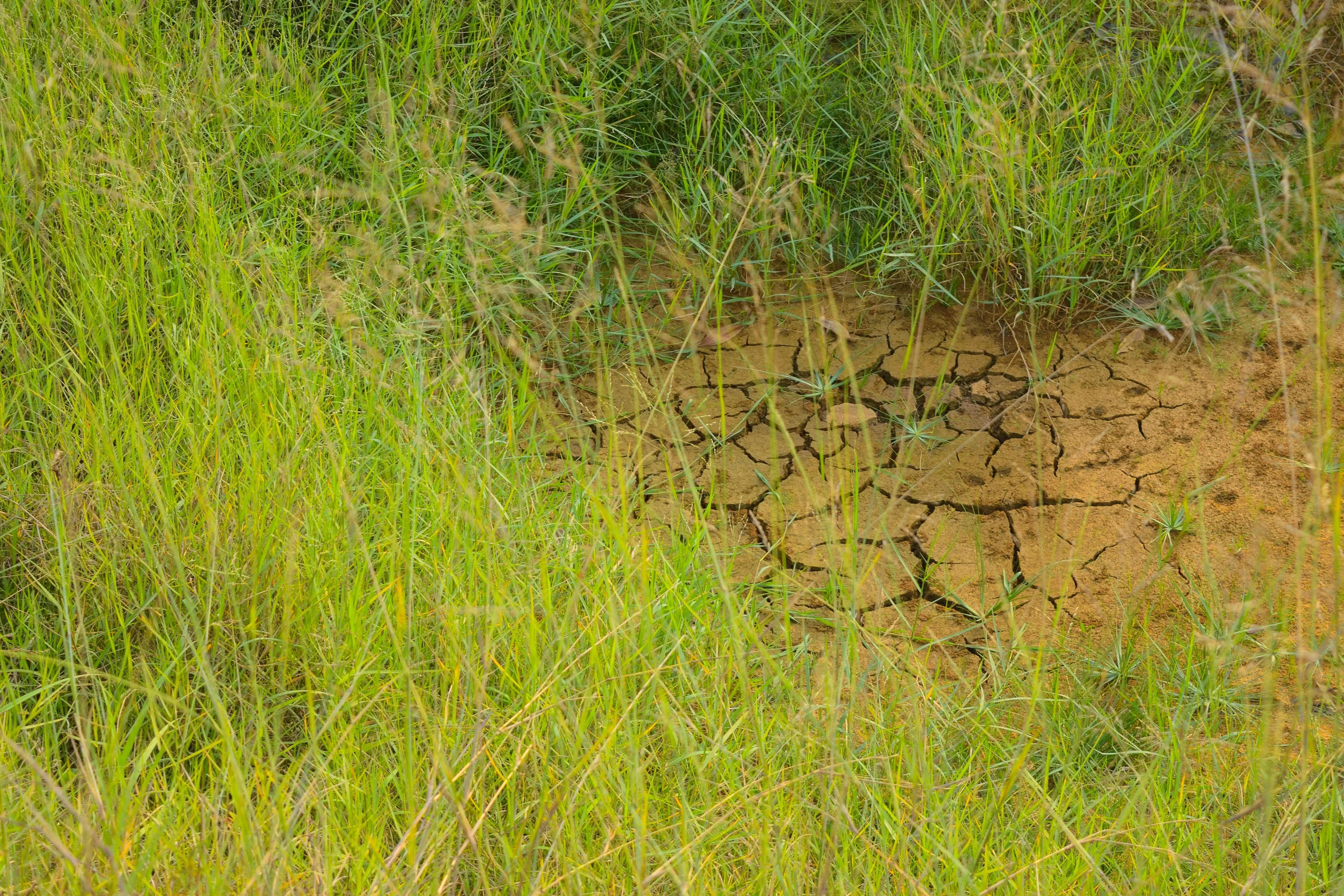 The Unseen Attack of Drought