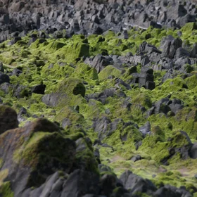 Into the mossy mountains