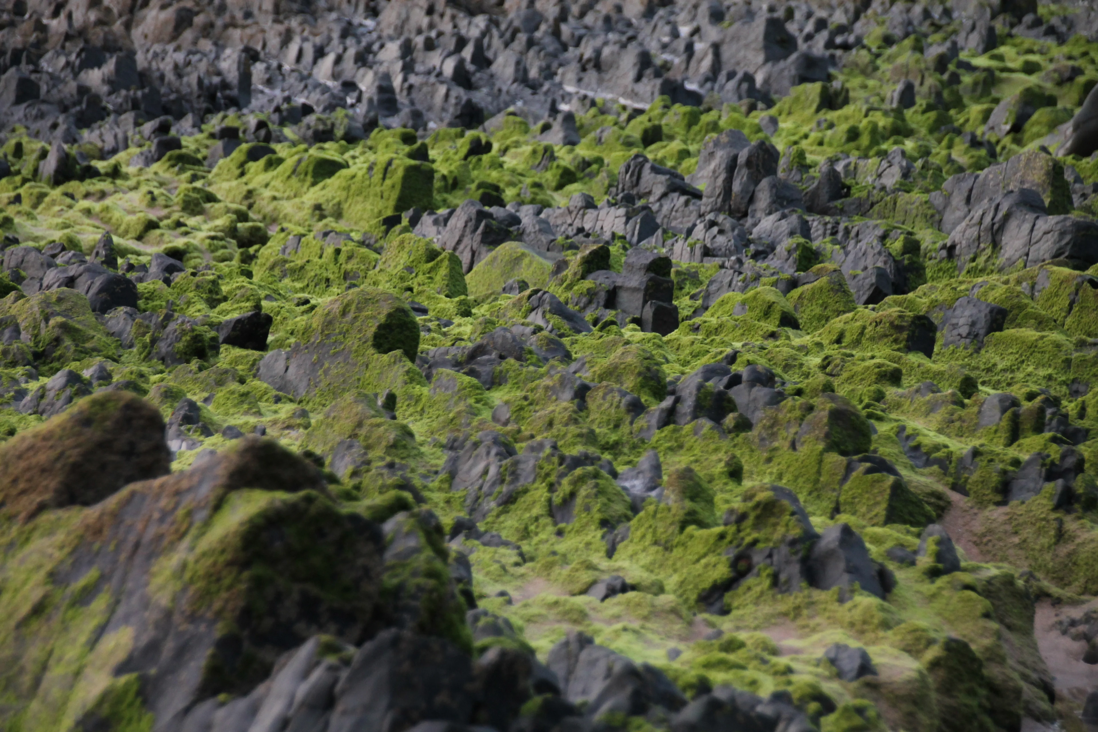 Into the mossy mountains
