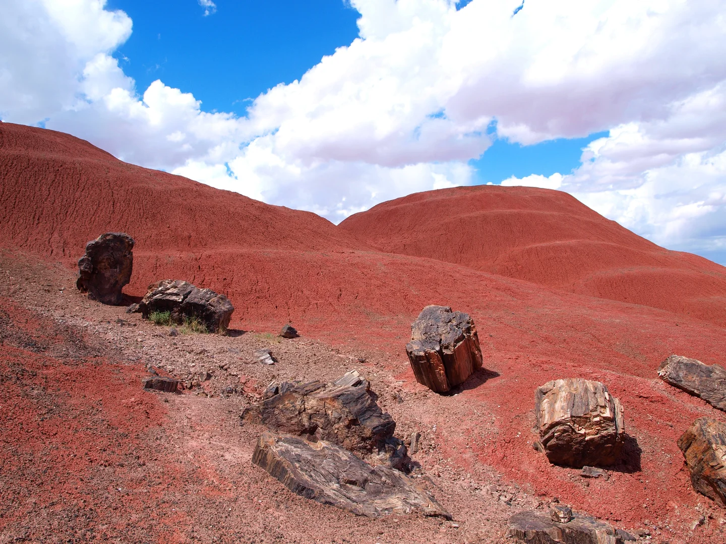 Petrified wood in the Painted Desert