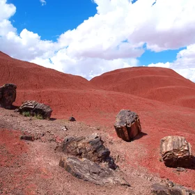 Petrified wood in the Painted Desert