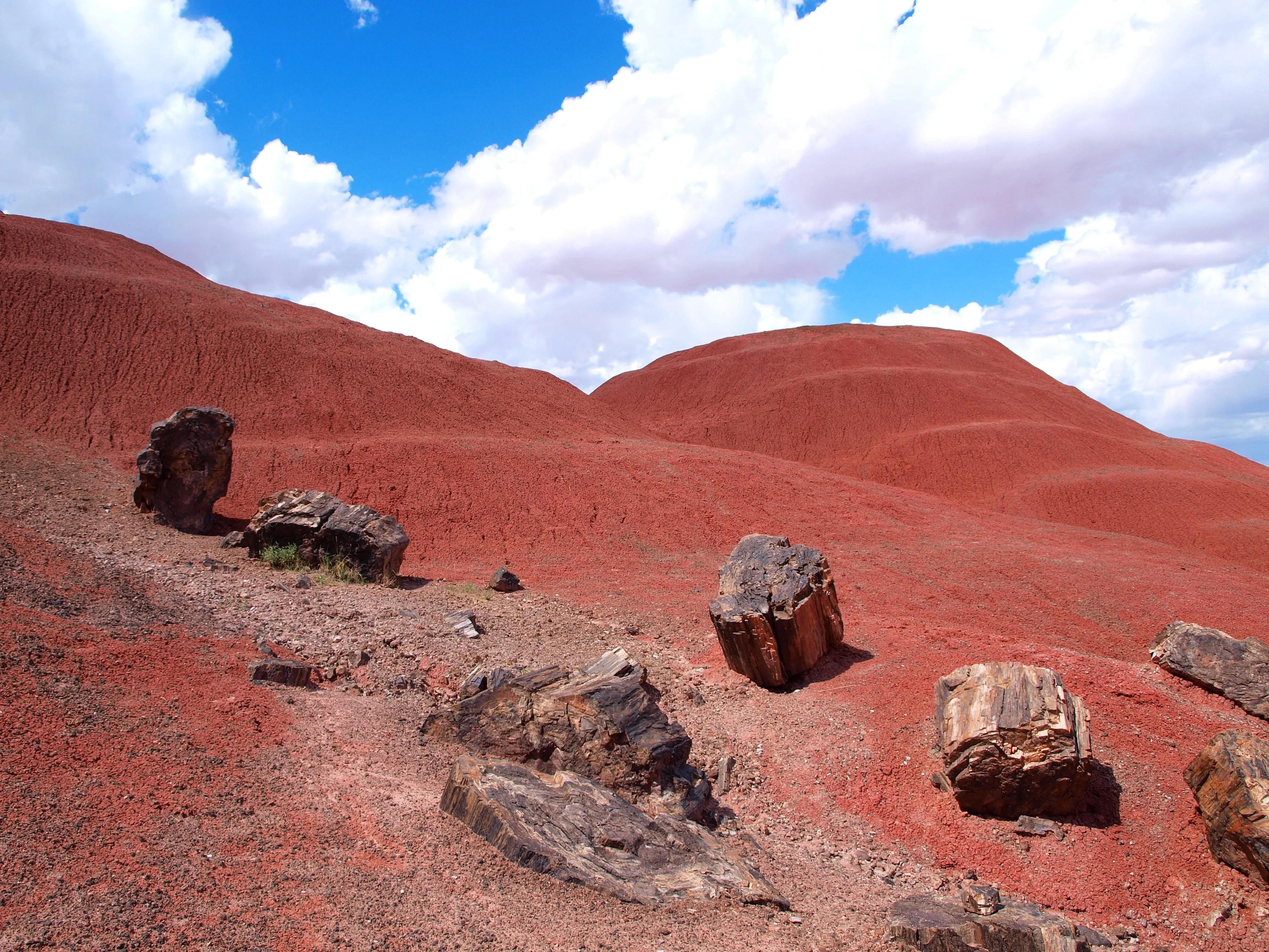 Petrified wood in the Painted Desert