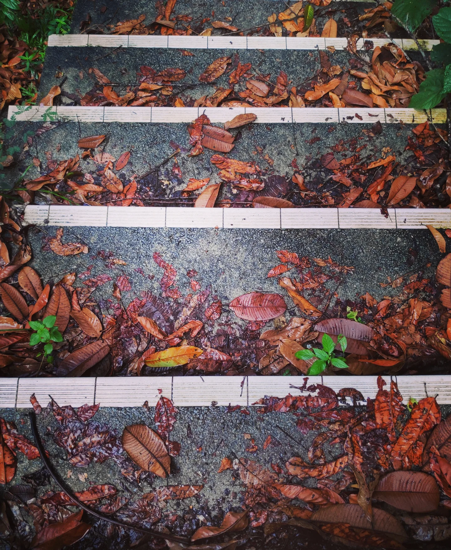 Abandoned stairways in a forest