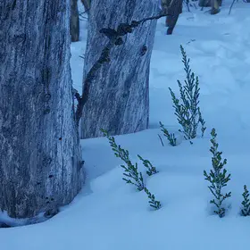 Adopt the pace of nature: her secret is patience.