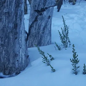 Adopt the pace of nature: her secret is patience.