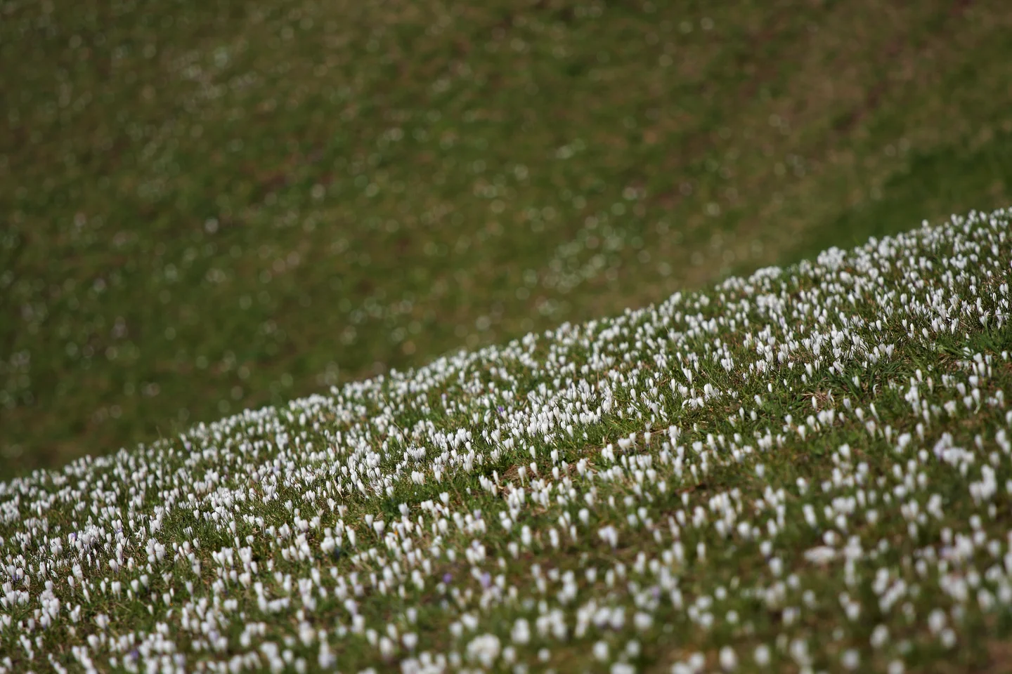 When snow melts on grassy slopes...