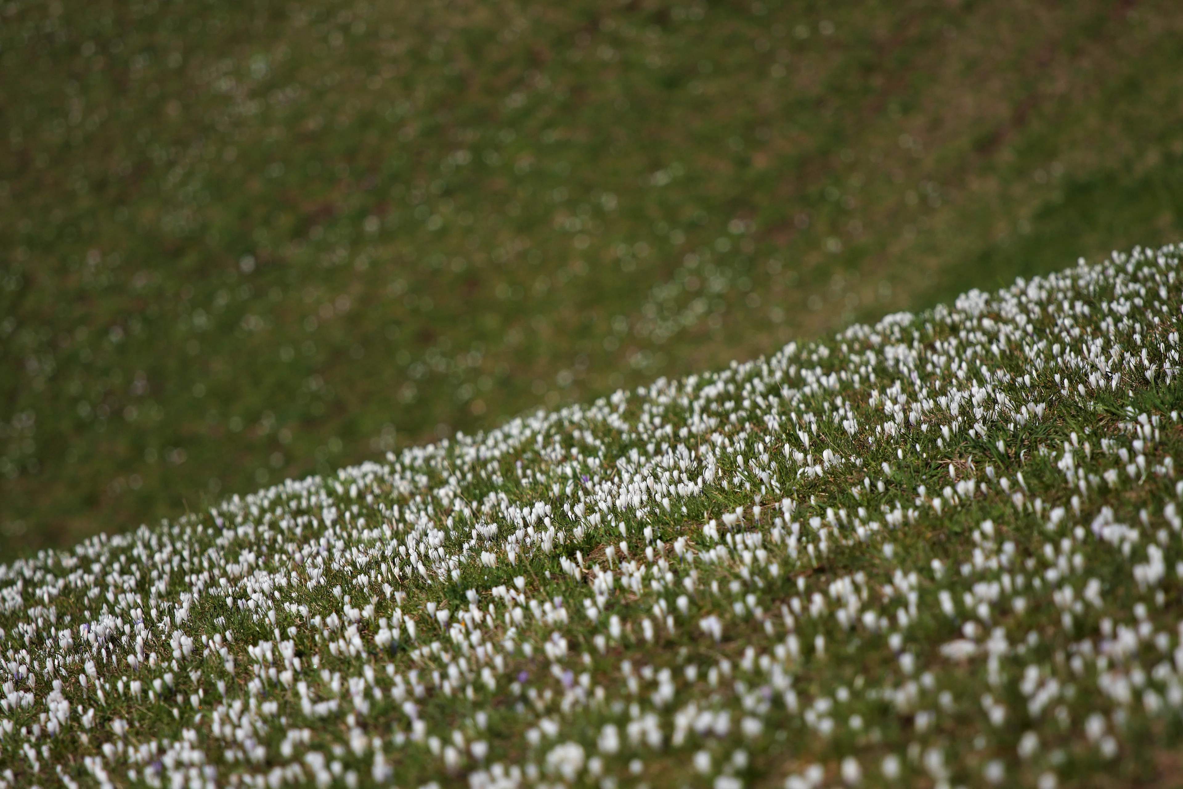 When snow melts on grassy slopes...