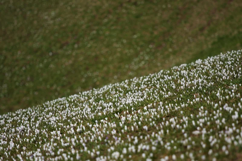 When snow melts on grassy slopes...