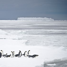 Emperor penguins, Weddell Sea