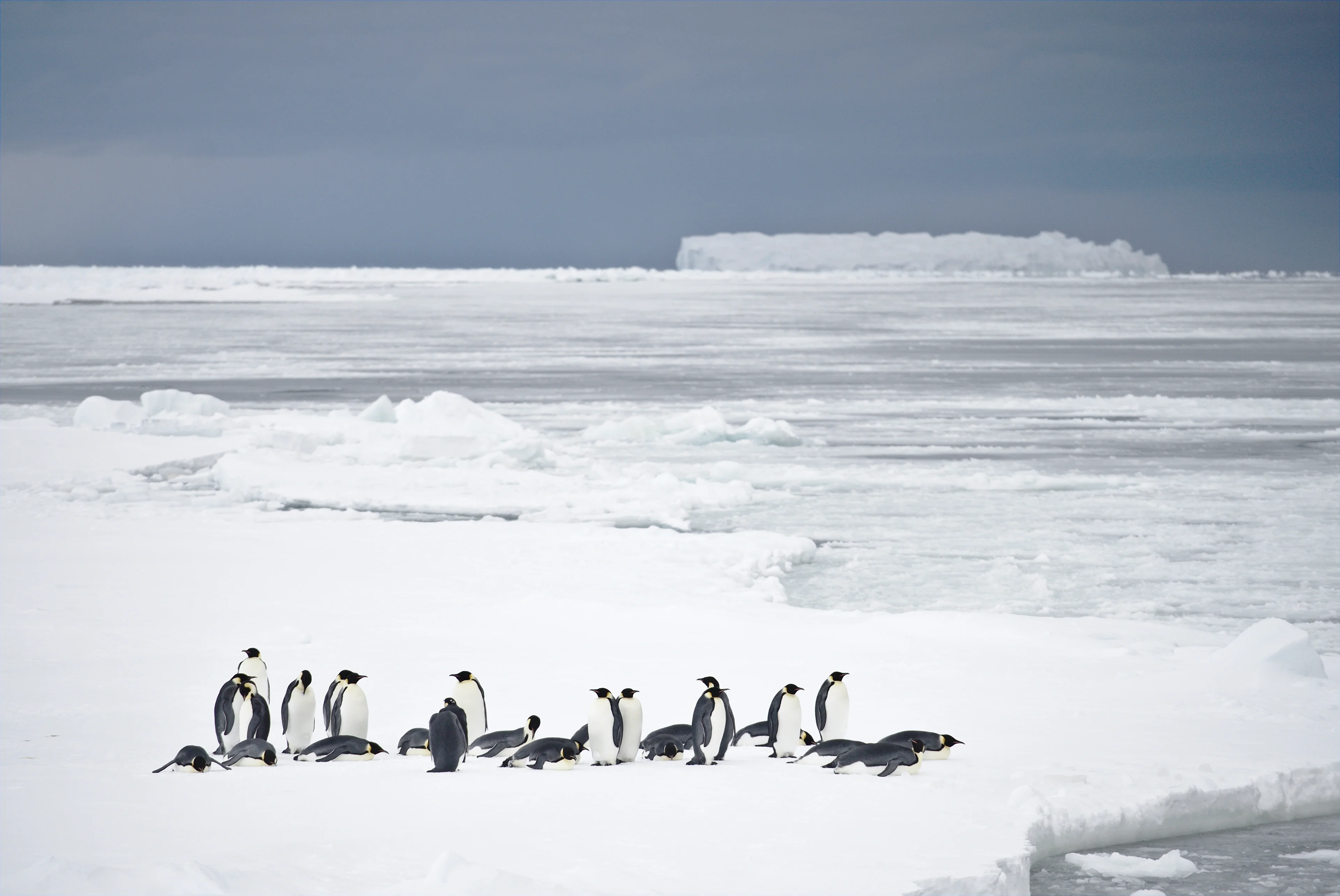 Emperor penguins, Weddell Sea
