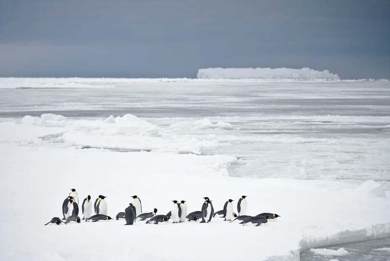 Emperor penguins, Weddell Sea
