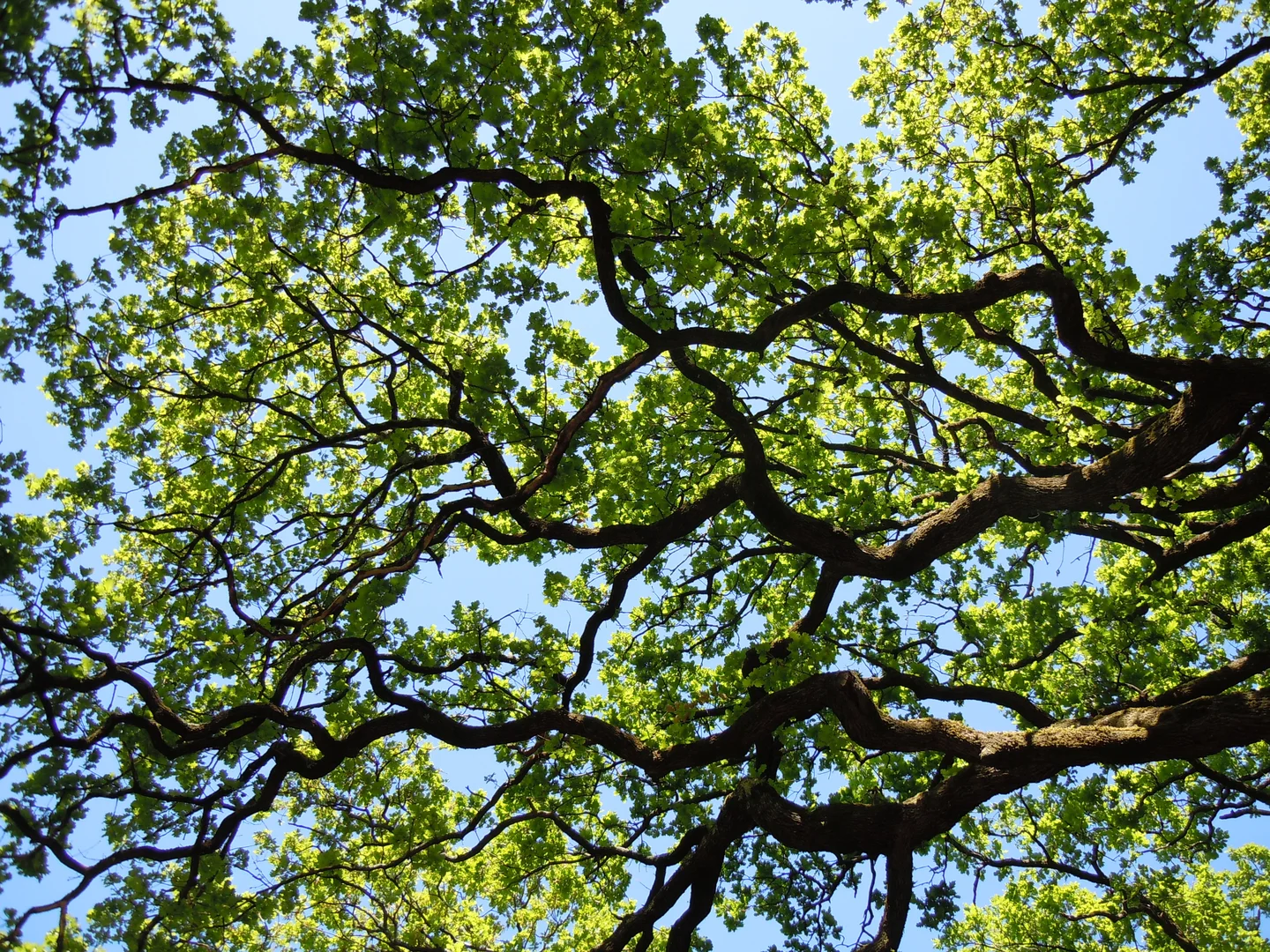 Life branches - tree elegance and harmony