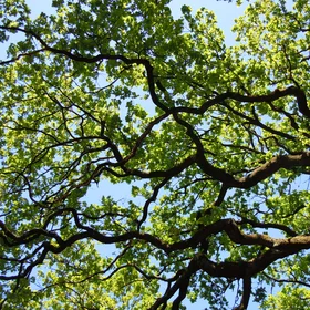 Life branches - tree elegance and harmony