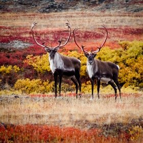 Chukotka. Deer. August.