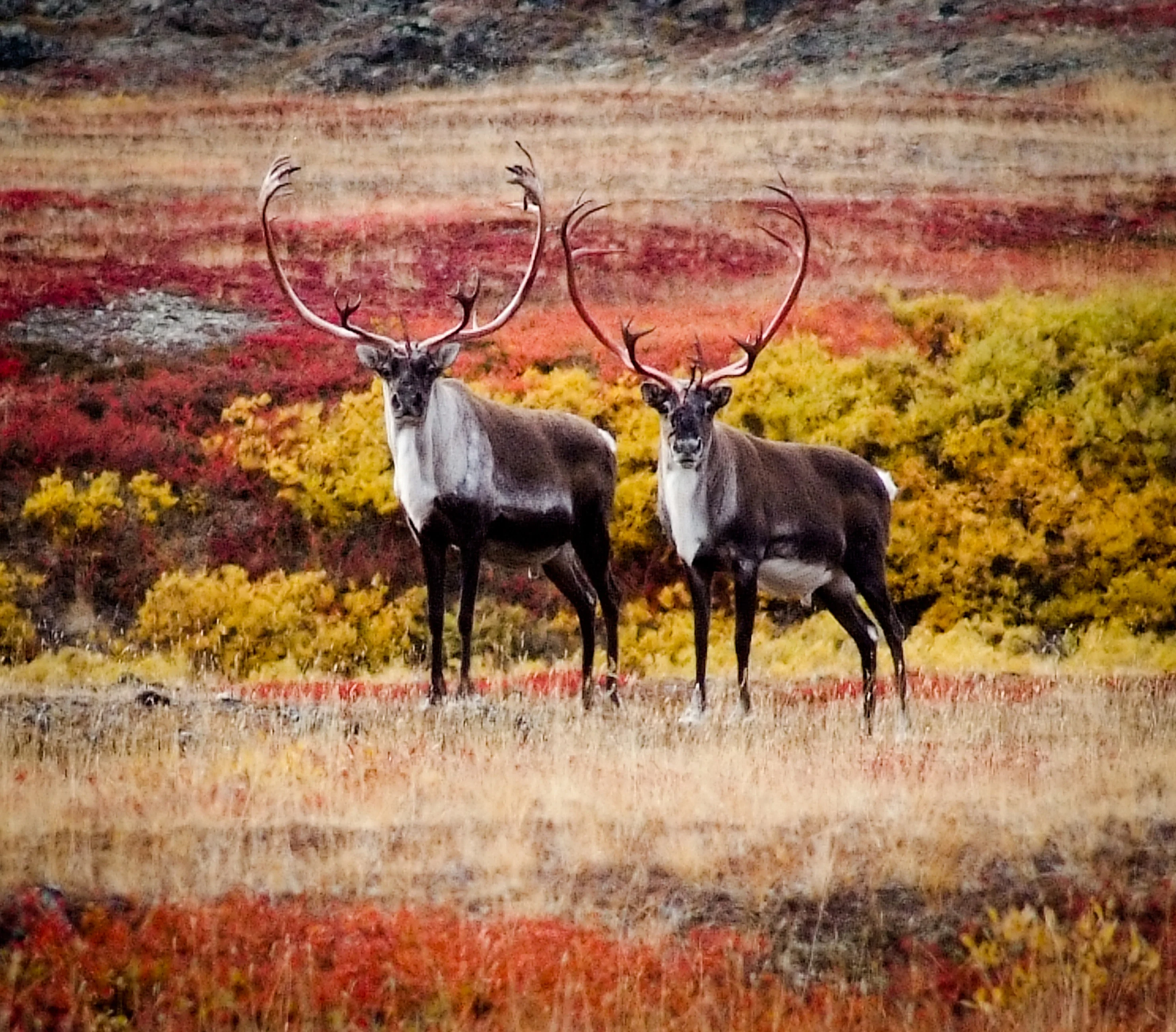 Chukotka. Deer. August.