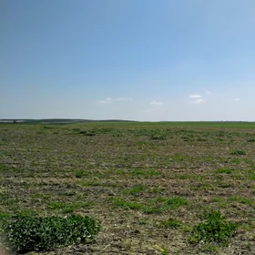 On the black land, under the blue sky