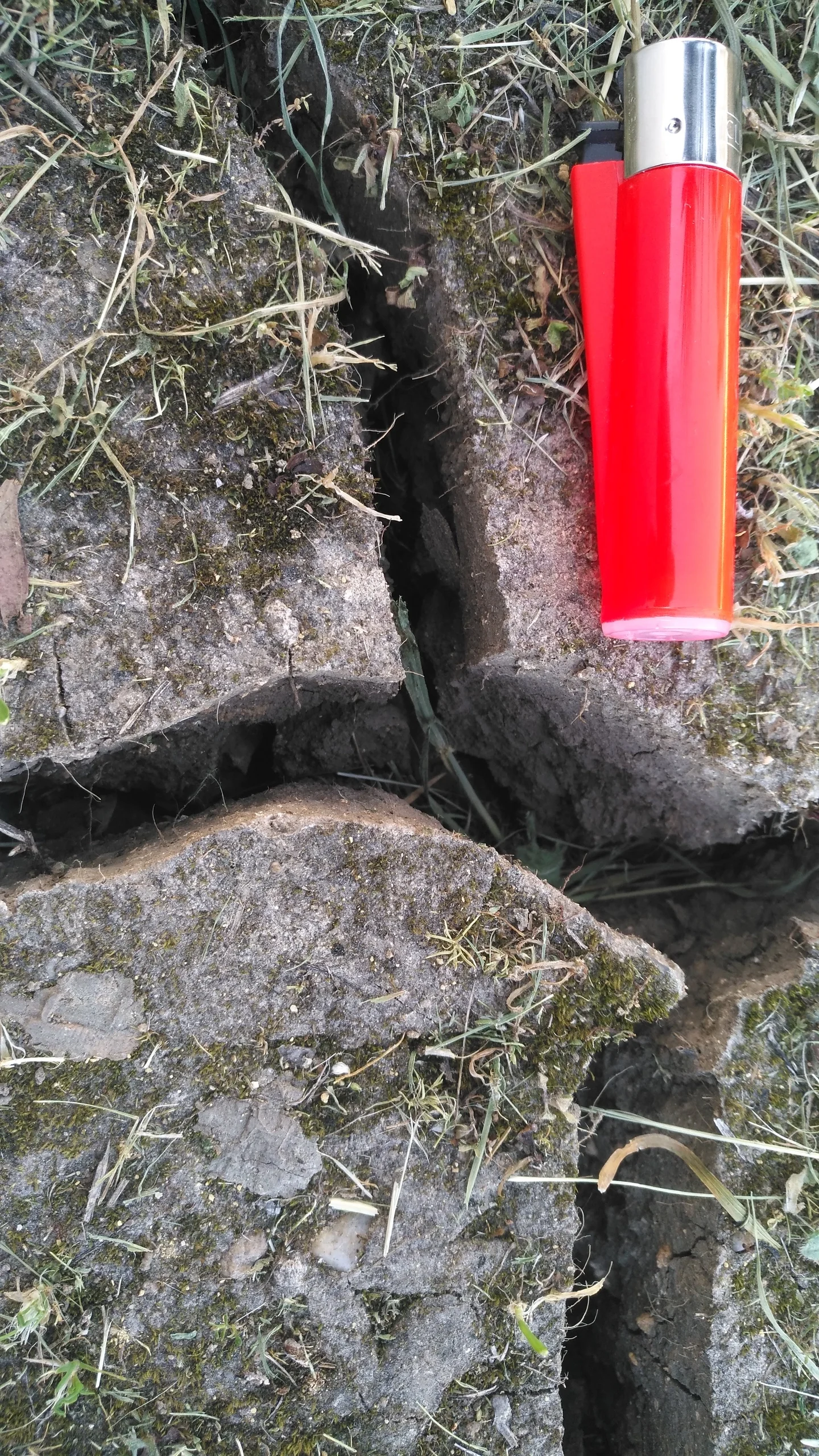 Cracks get you goin' (soil cracks in a vertisol)