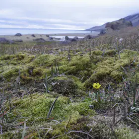 Polygonal Tundra at Cap Tegethoff, Hall Island