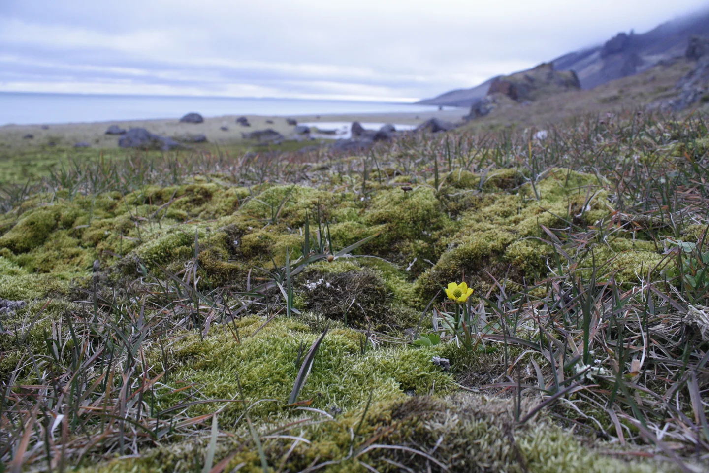 Polygonal Tundra at Cap Tegethoff, Hall Island