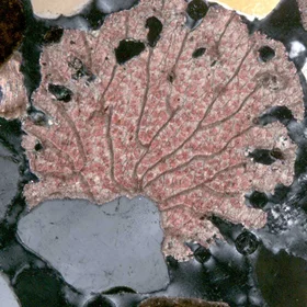 Pk-995_25fath_50xMag_Encrusting_Bryo
