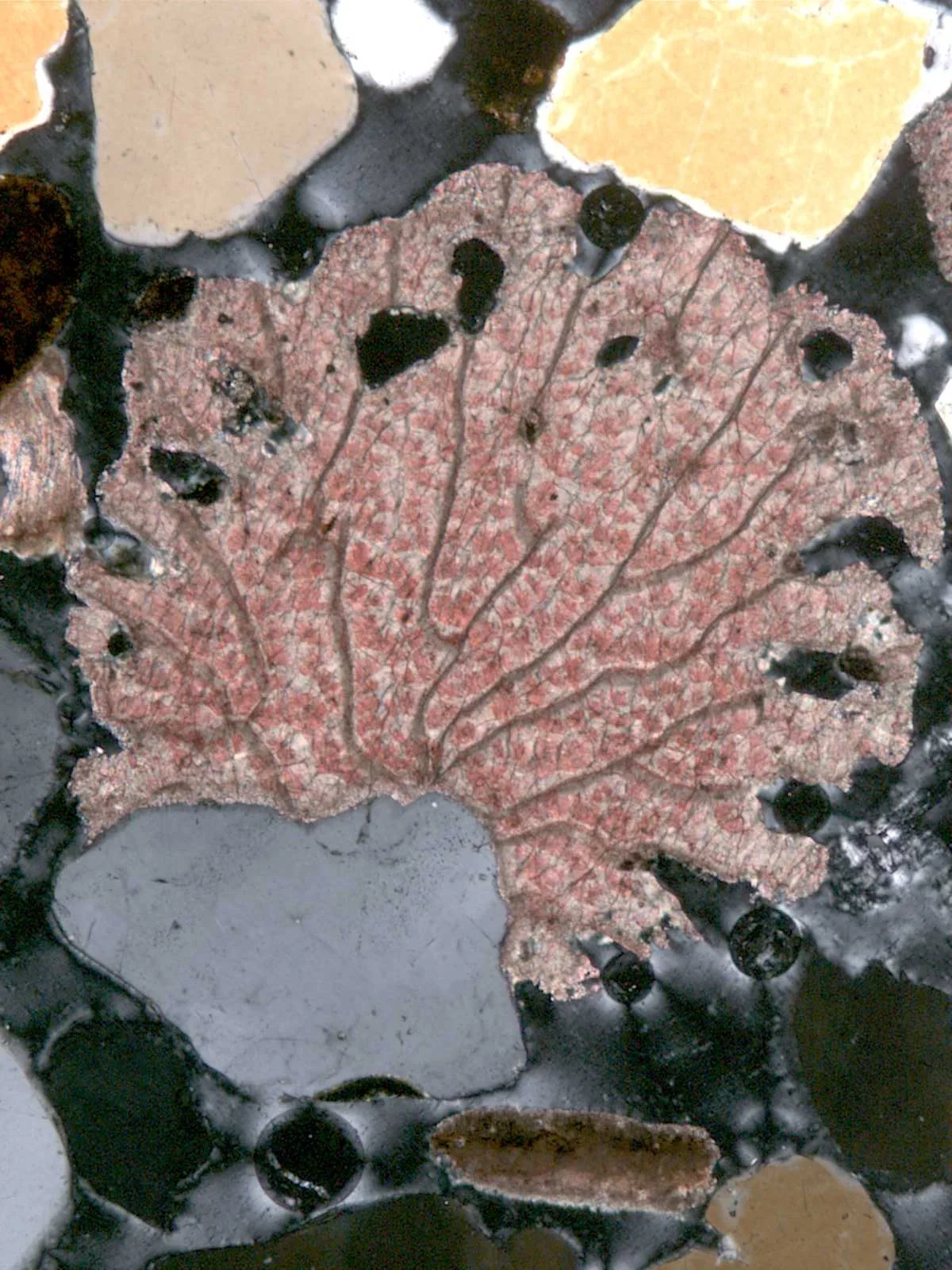 Pk-995_25fath_50xMag_Encrusting_Bryo