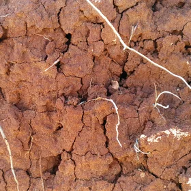 Subangular blocky aggregates