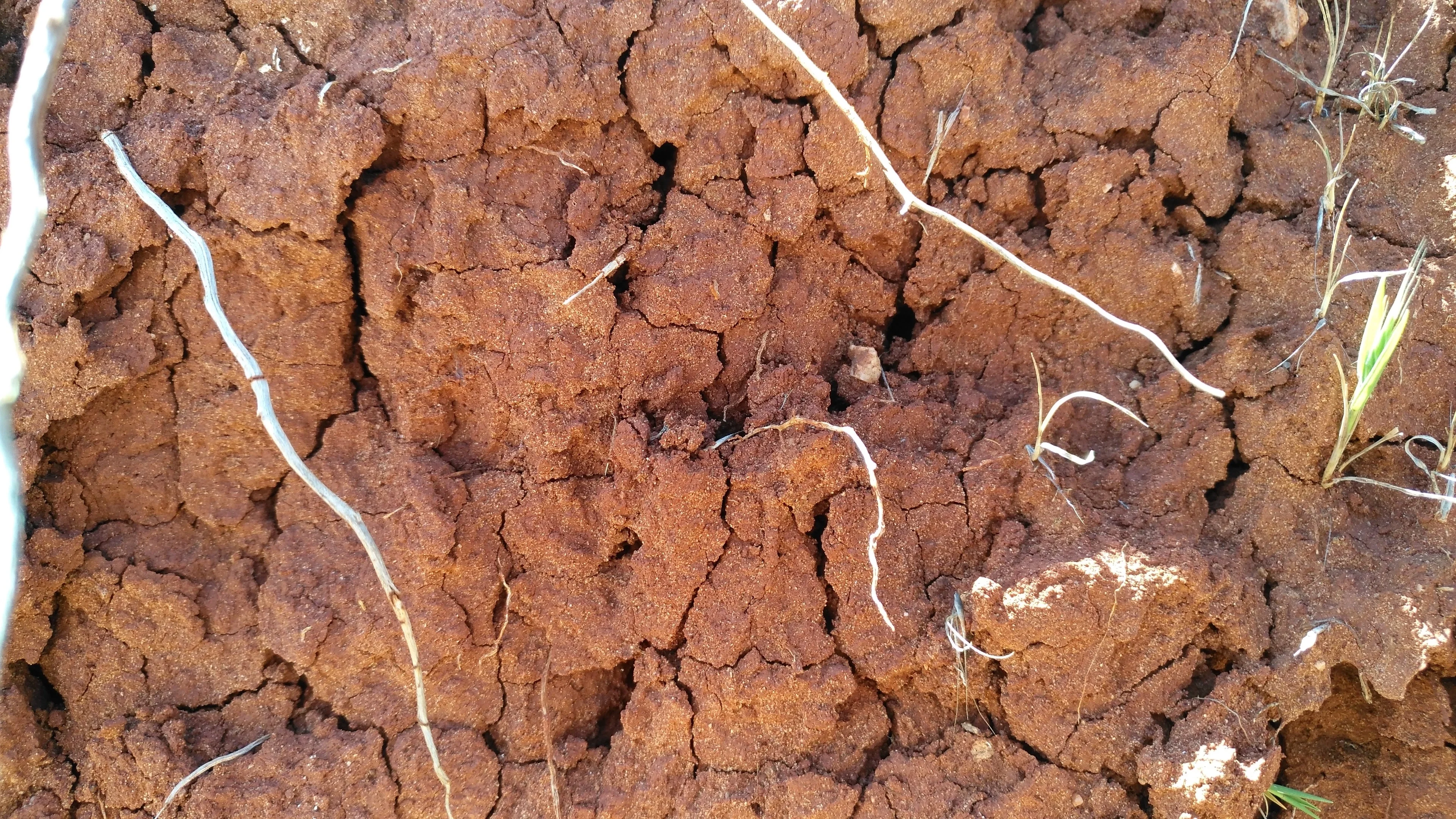Subangular blocky aggregates
