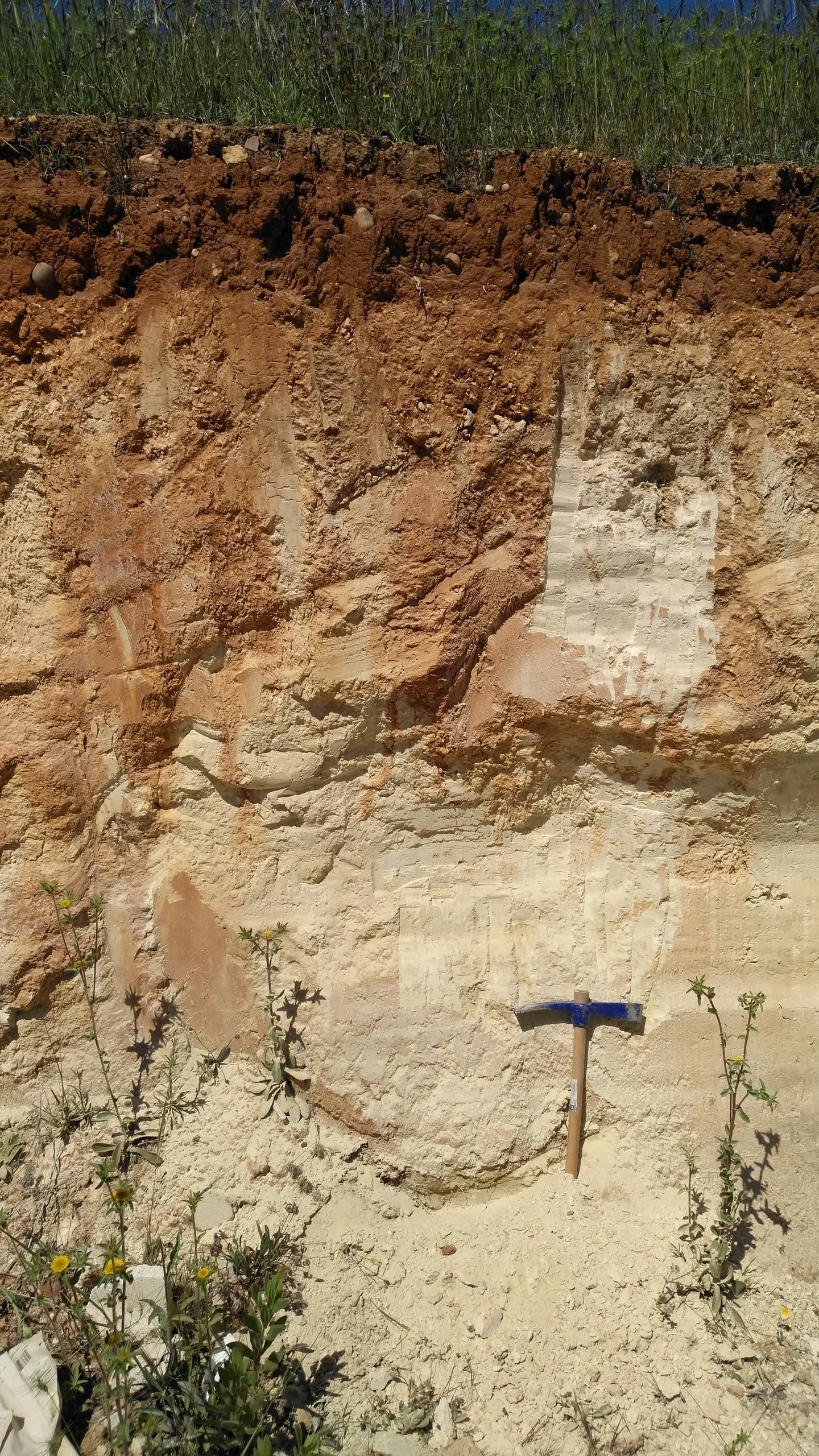 Calcic Luvisol (Sevilla, SW Spain)