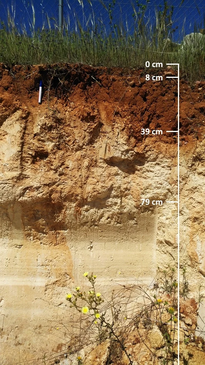 Calcic Luvisol (Sevilla, SW Spain)