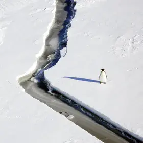 Penguin and Crack, Weddel Sea, 2019