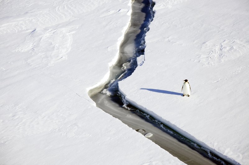 Penguin and Crack, Weddel Sea, 2019