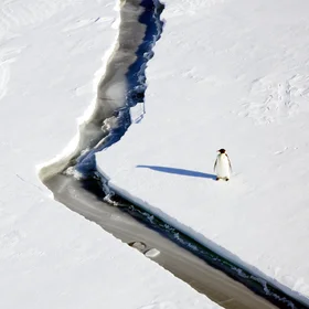 Penguin and Crack, Weddel Sea, 2019